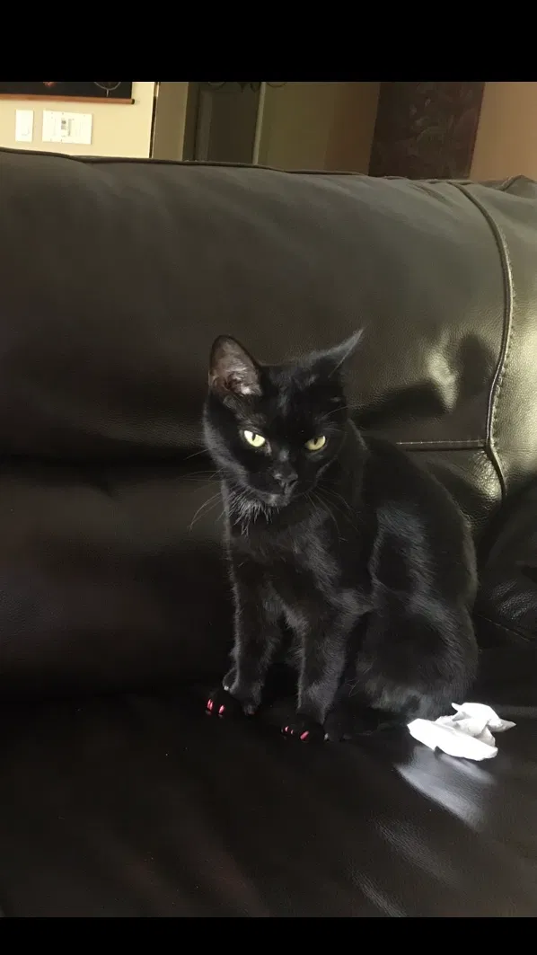 Lost cat in Pompano Beach, FL, 33071
