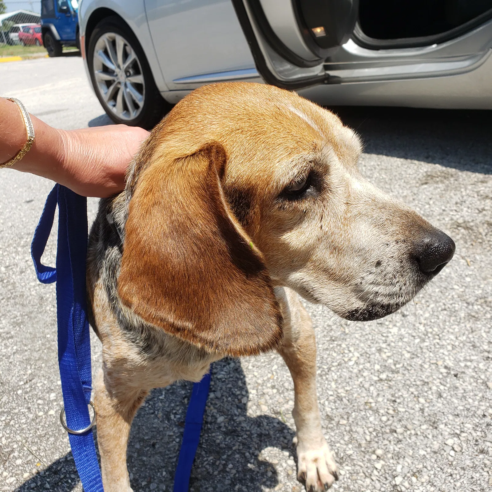 Found dog in Holiday, FL, 34690