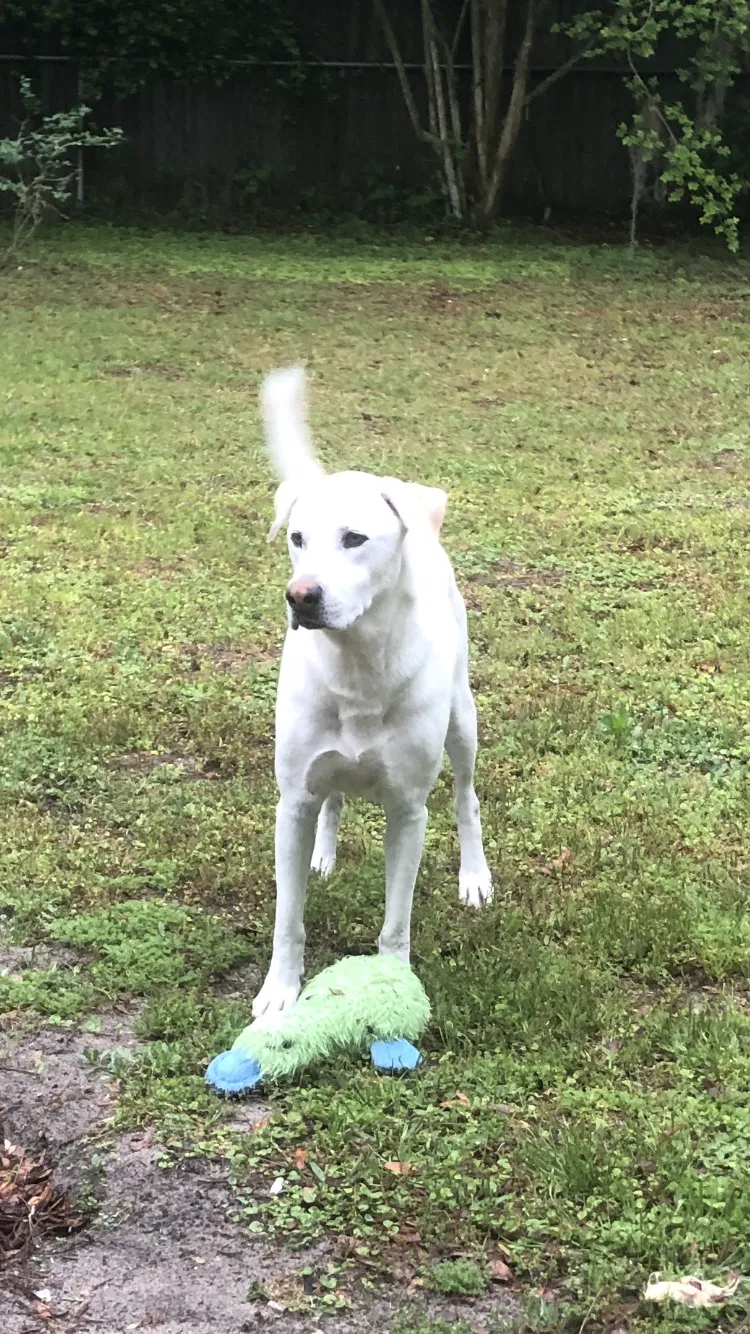 Lost dog in Alachua, FL, 32615