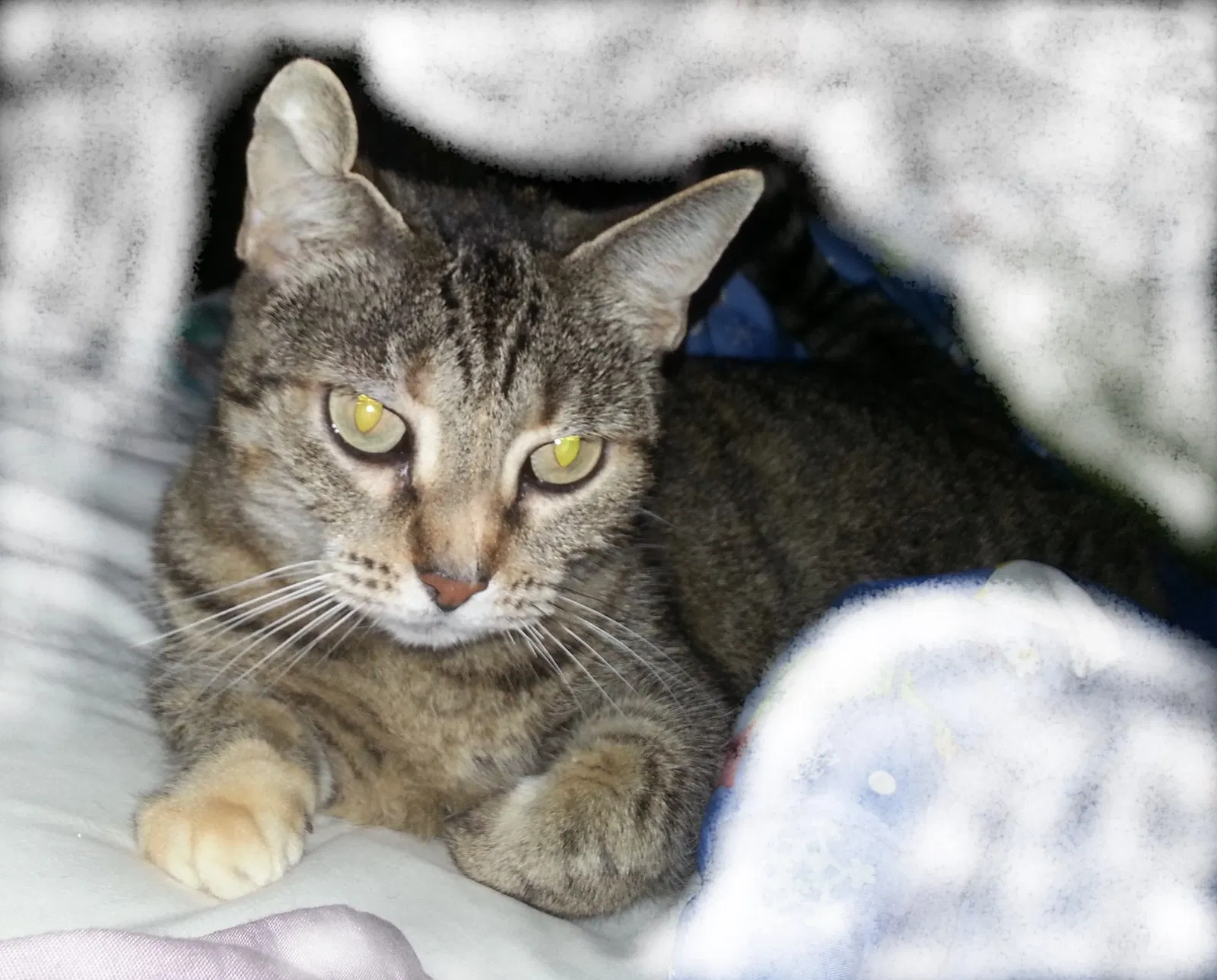 Lost cat in Longwood, FL, 32750