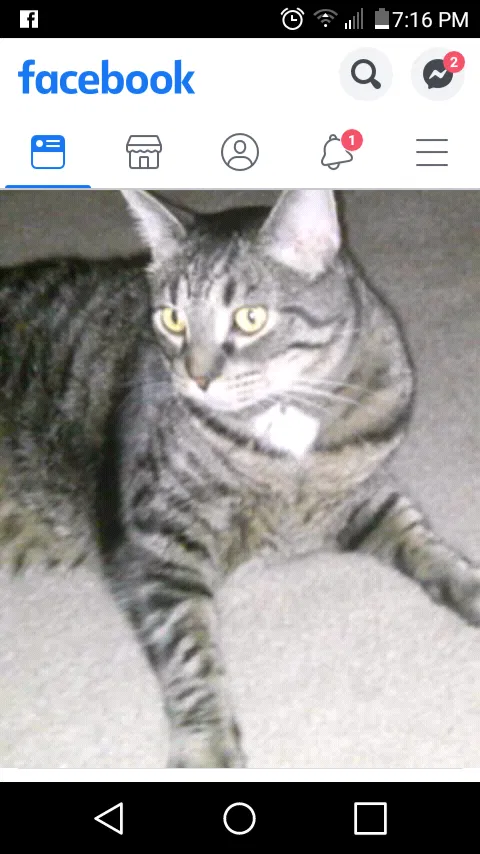 Lost cat in Clinton, TN, 37716