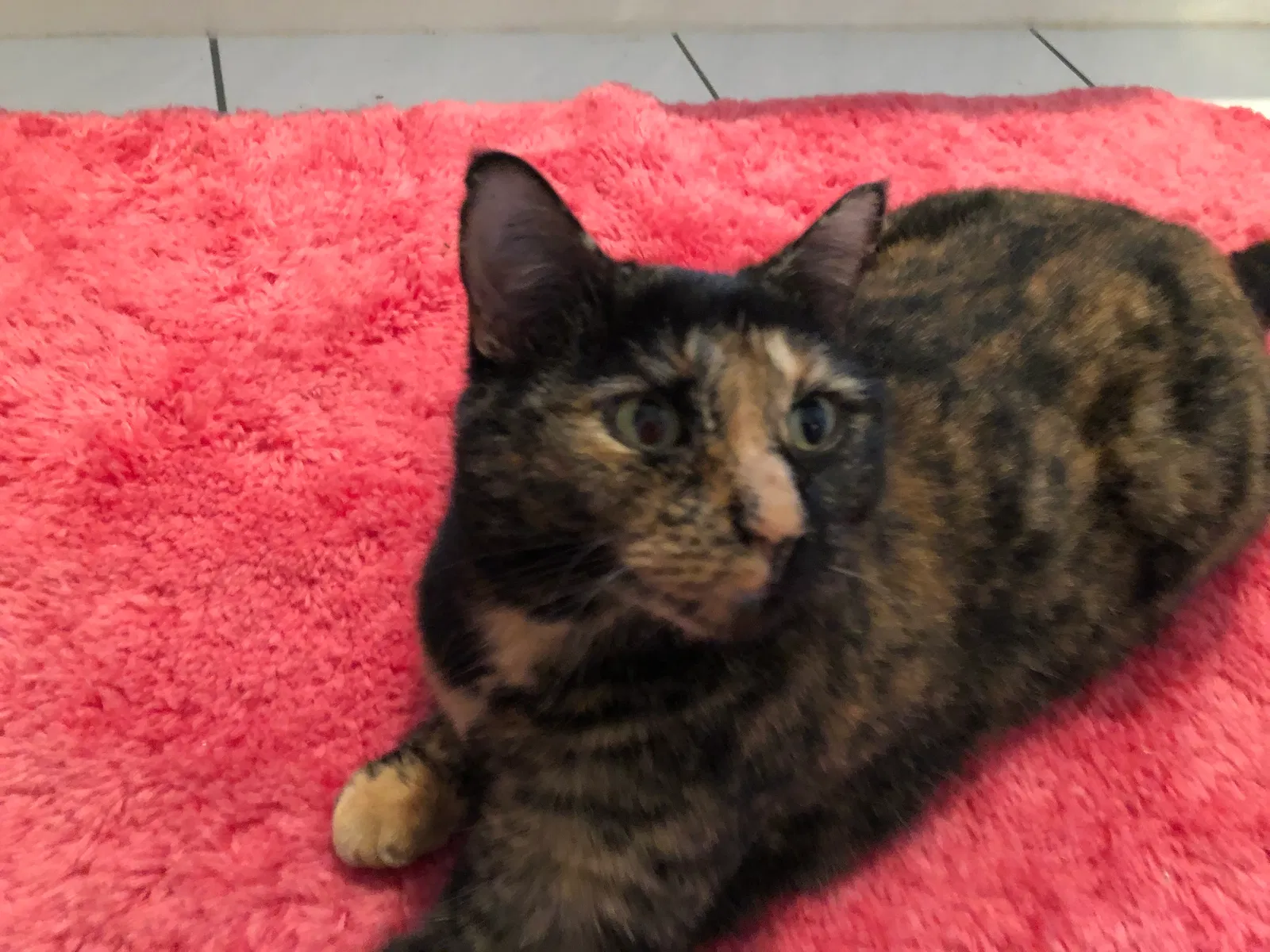 Lost cat in Chelsea, AL, 35043