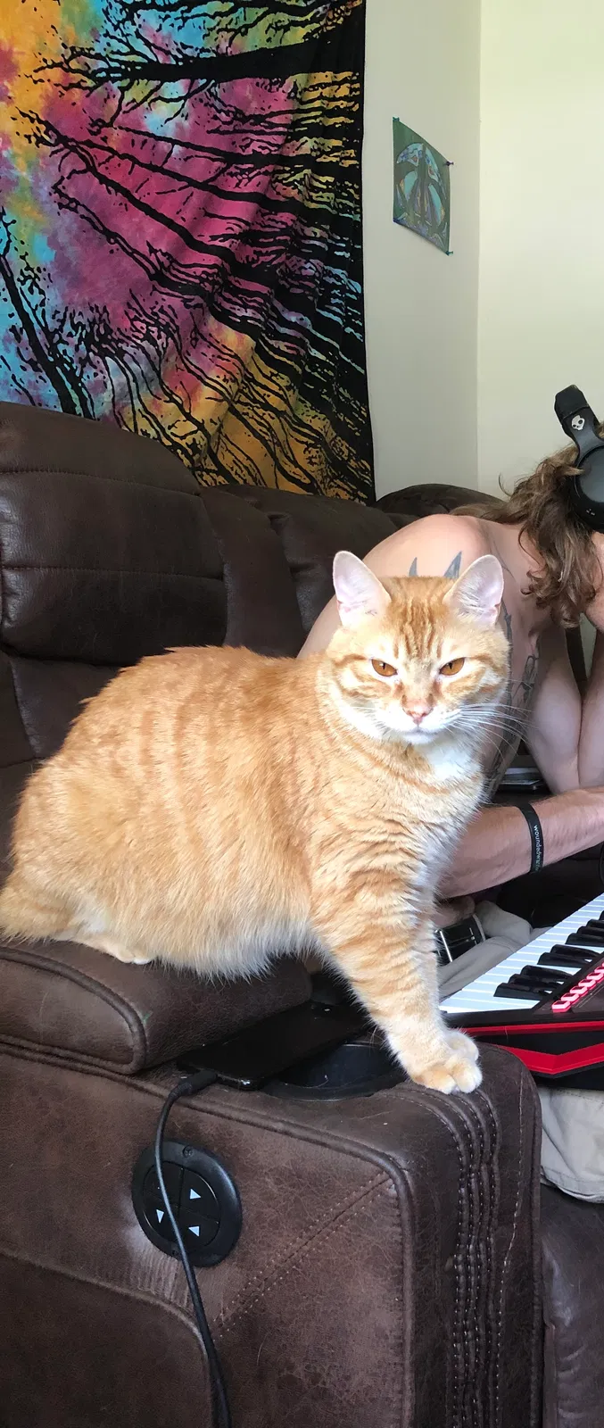 Lost cat in Birmingham, AL, 35209