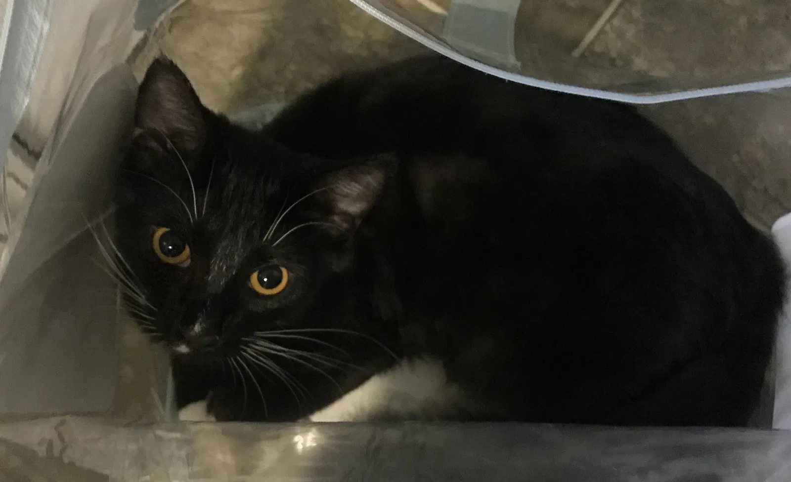 Lost cat in Winston Salem, NC, 27107
