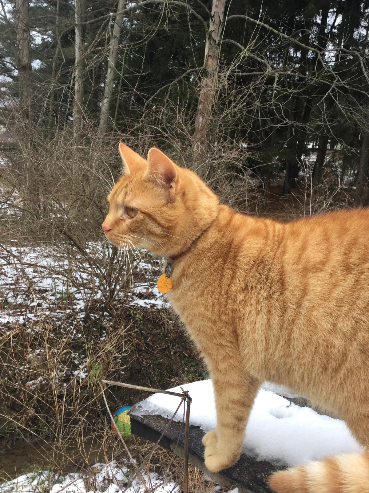 Lost cat in Unknown, PA, 16068