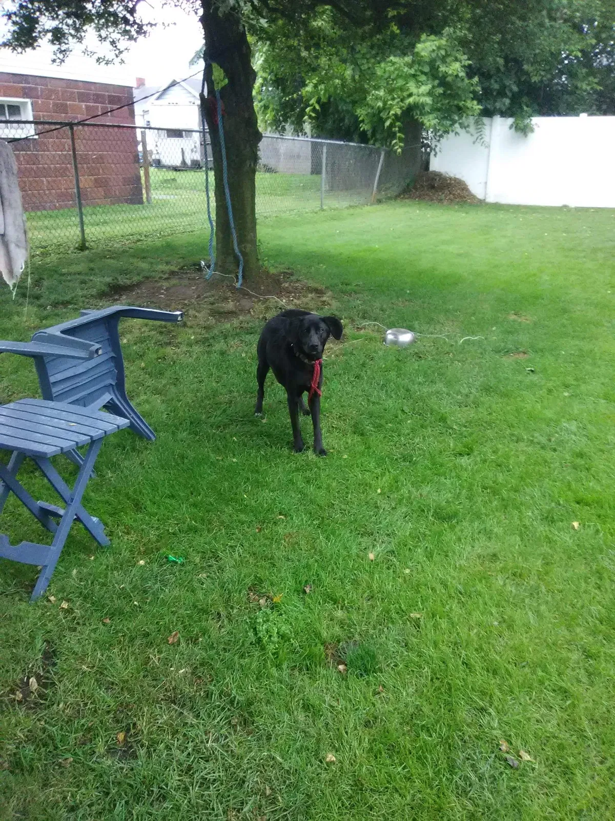 Lost dog in Moundsville, WV, 26041