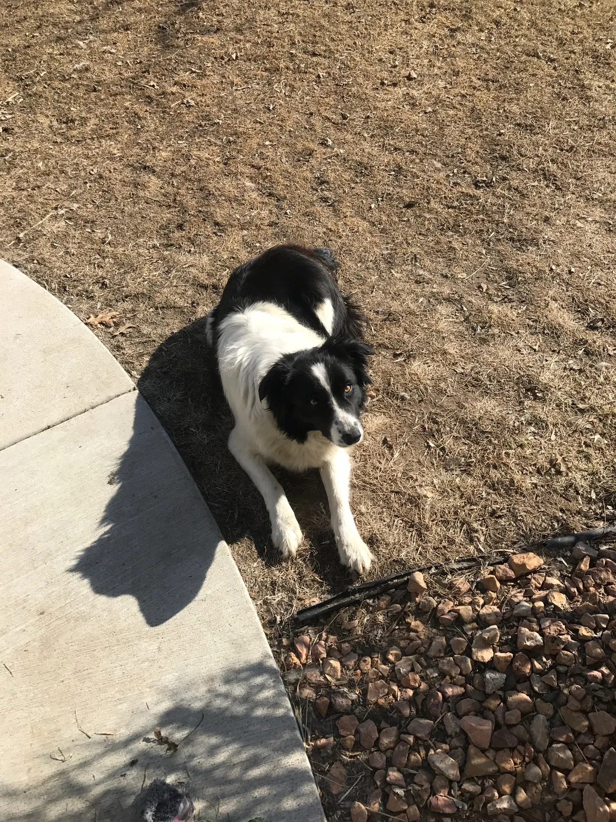 Lost dog in Saint Cloud, MN, 56304