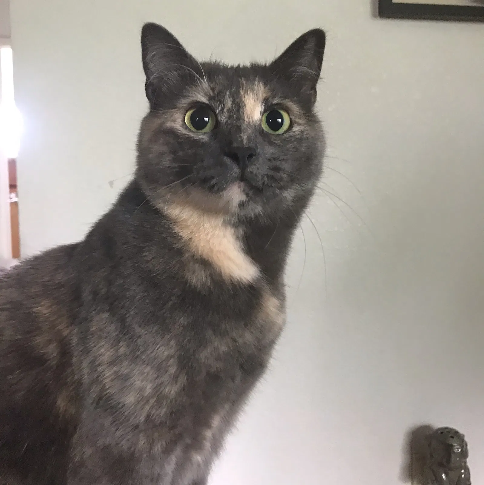 Lost cat in Fort Collins, CO, 80521
