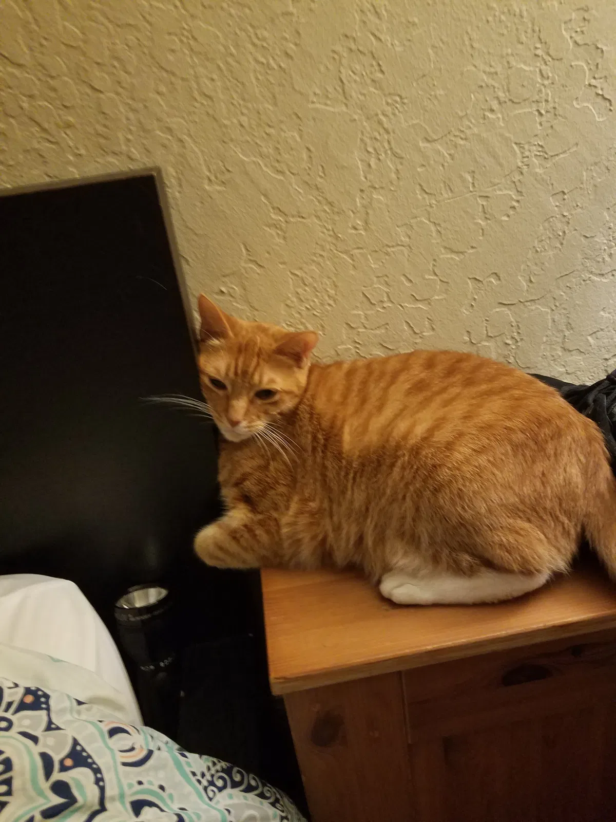 Lost cat in Simi Valley, CA, 93063