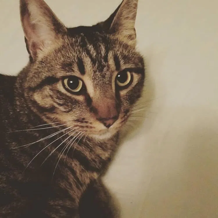 Lost cat in Middleboro, MA, 2346
