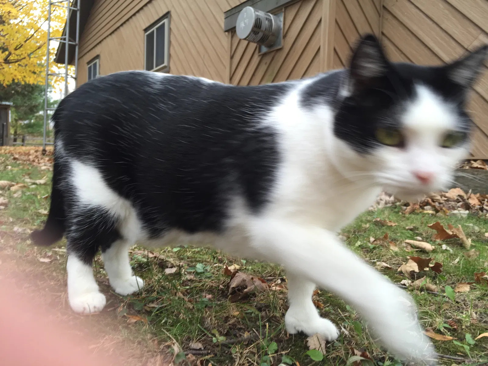 Lost cat in Weyauwega, WI, 54983