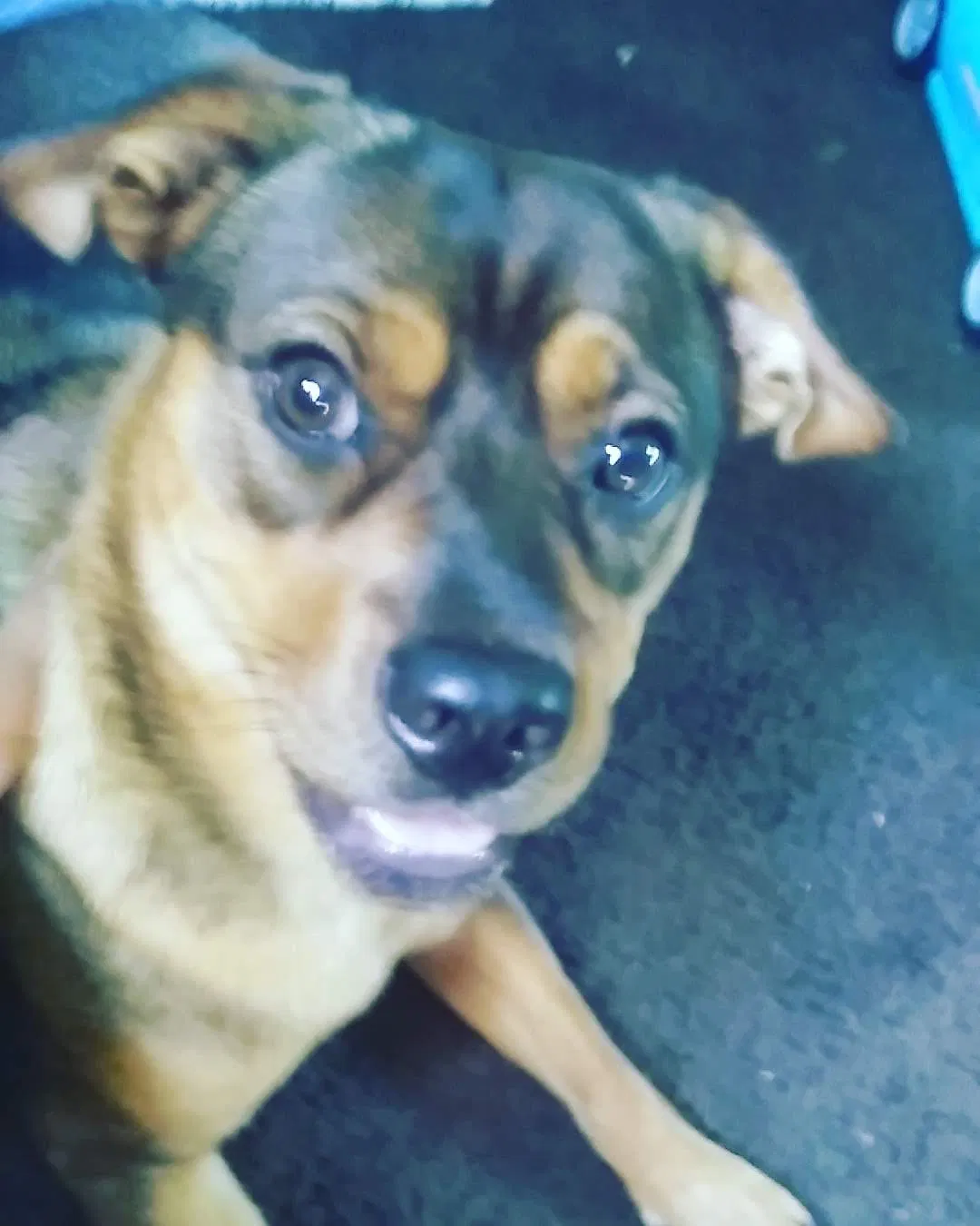 Lost dog in Collinsville, VA, 24078