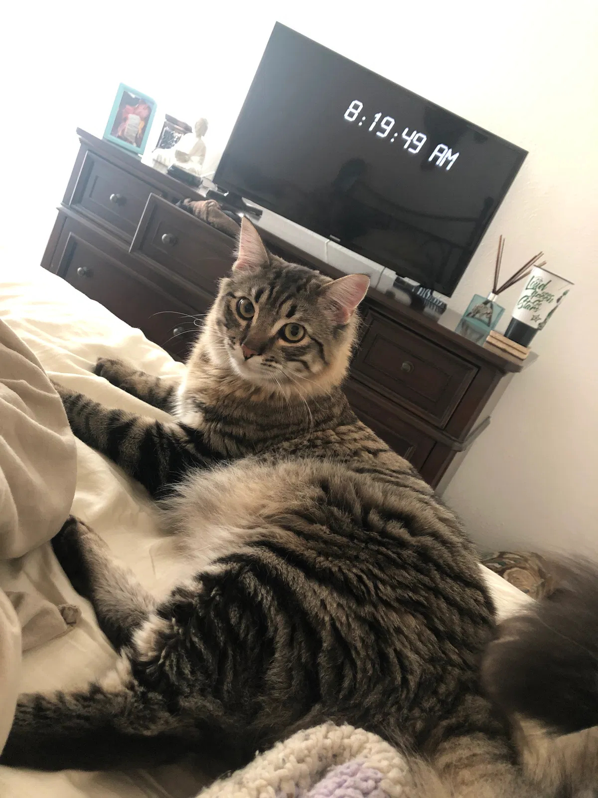 Lost cat in Carrollton, TX, 75006