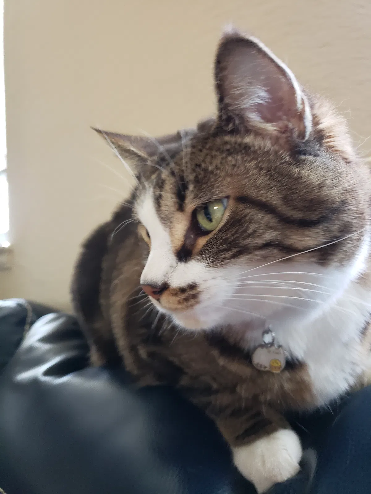 Lost cat in Burleson, TX, 76028