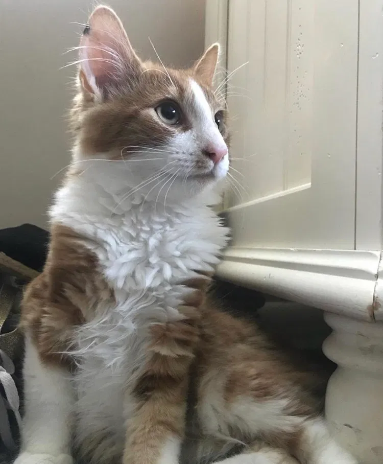 Lost cat in Richmond, VA, 23235