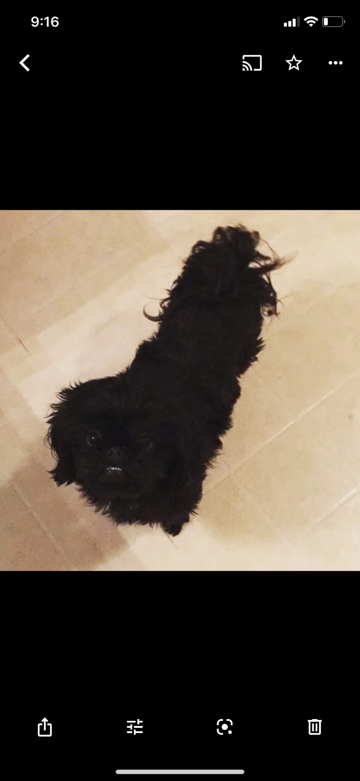 Lost dog in De Pere, WI, 54115