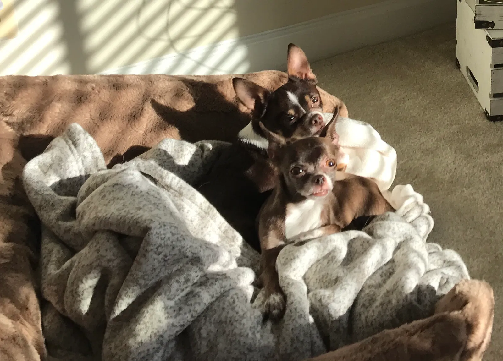 Lost dog in Elgin, IL, 60120