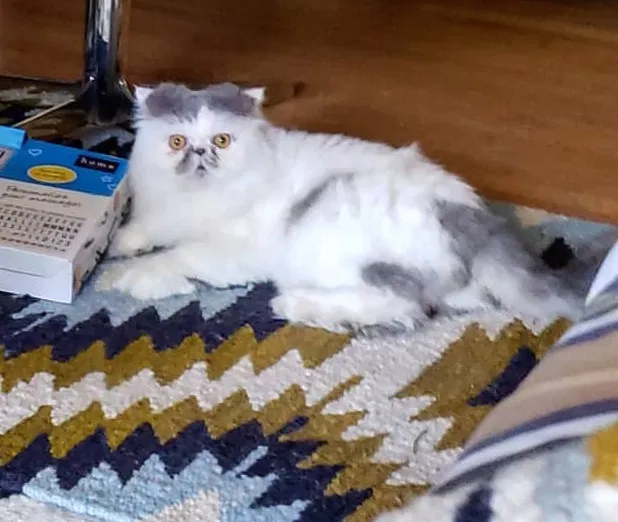 Lost cat in Fort Worth, TX, 76118