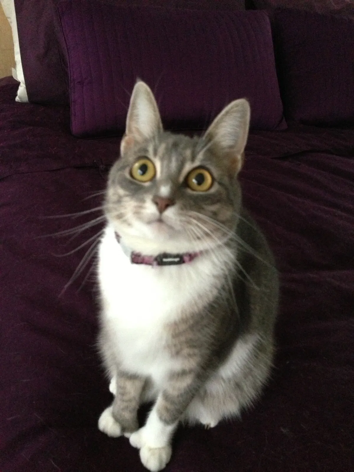 Lost cat in Brooklyn, NY, 11209