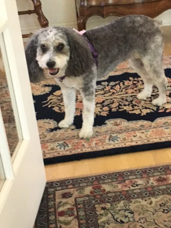 Lost dog in Milwaukee, WI, 53226