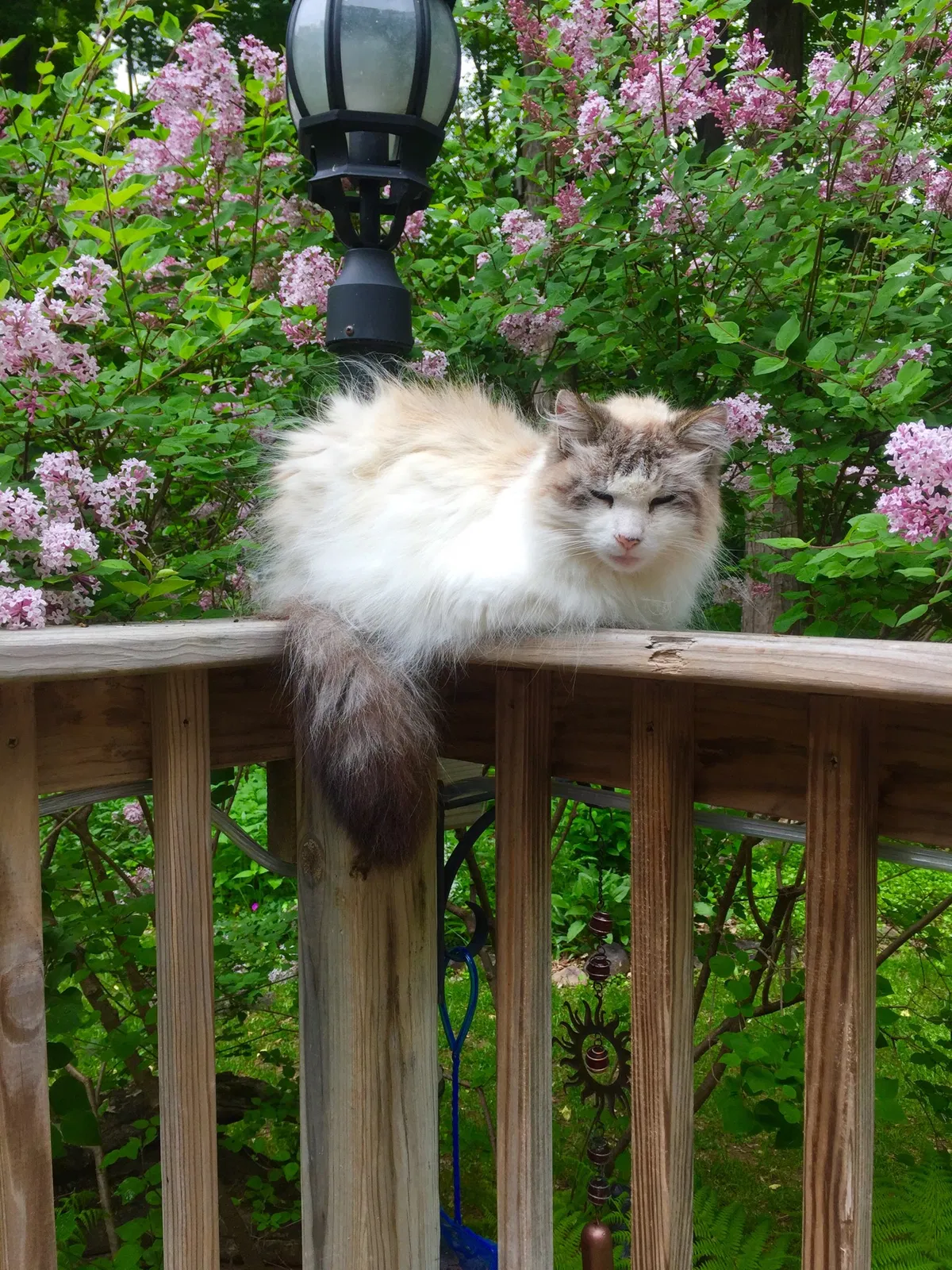 Lost cat in Aniwa, WI, 54408