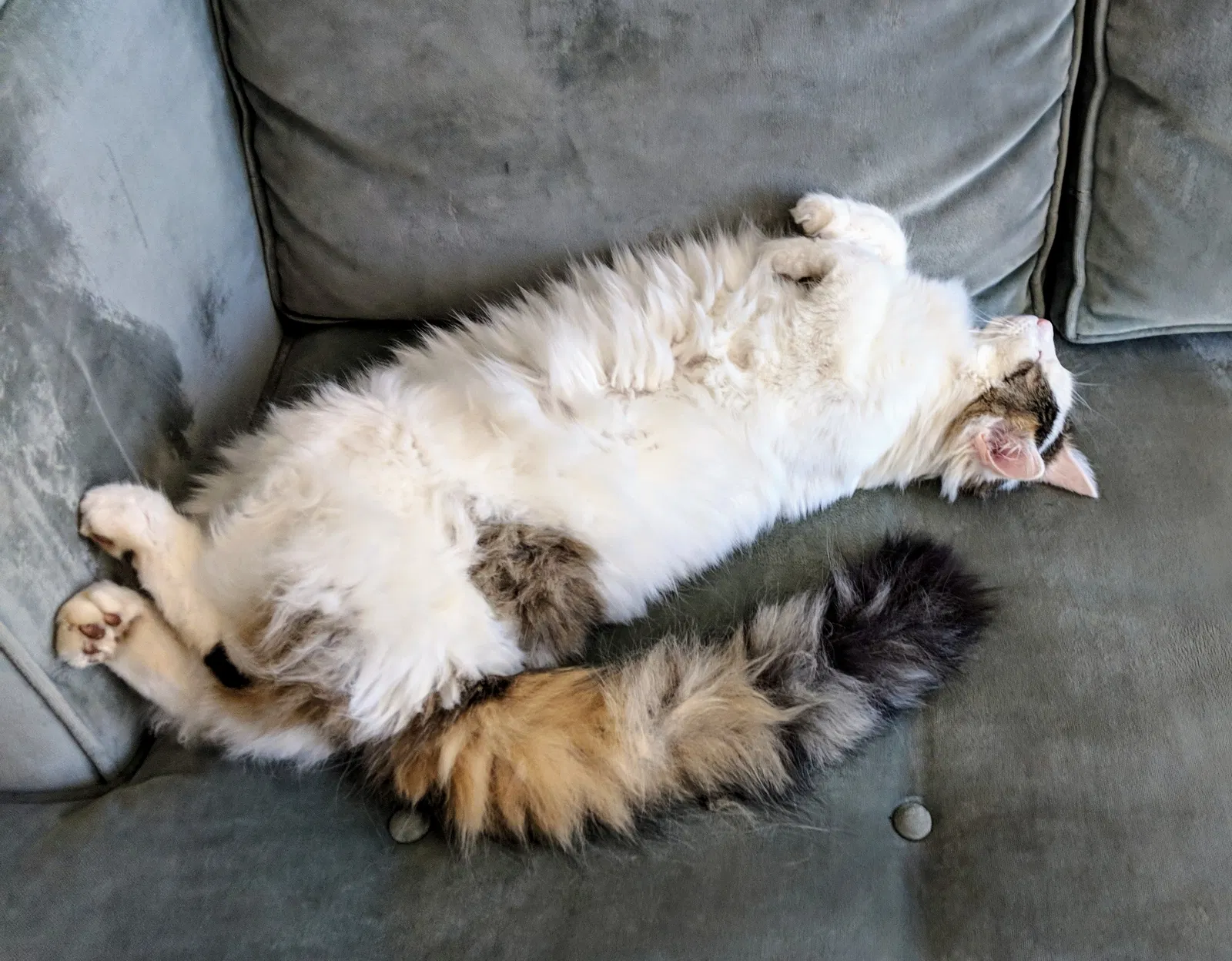 Lost cat in Pikesville, MD, 21208