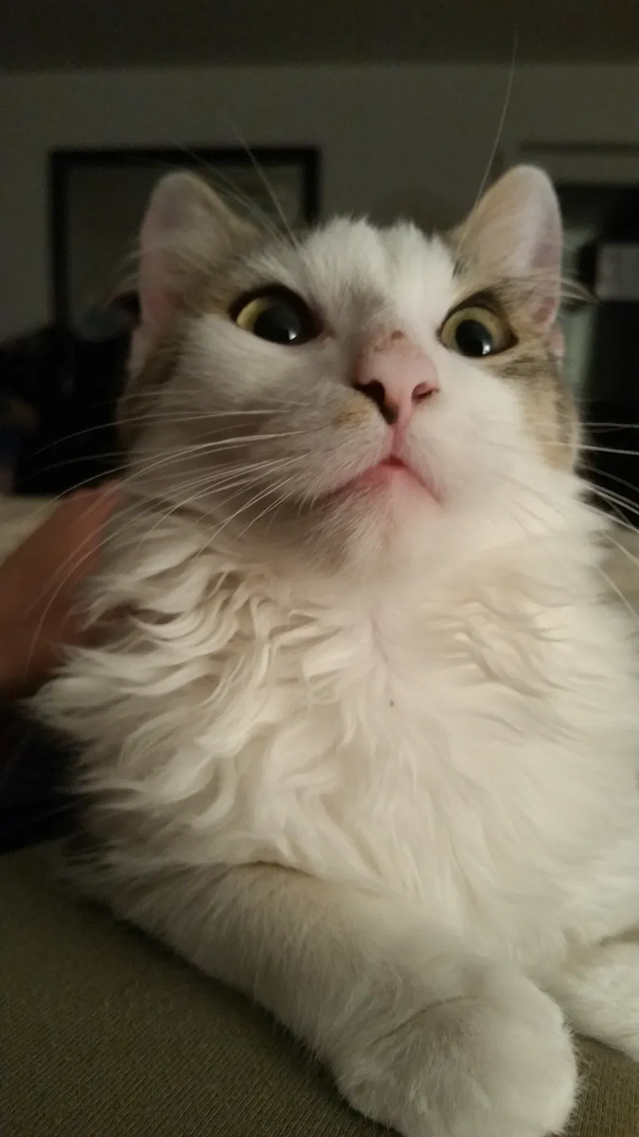 Lost cat in Columbia, MD, 21044