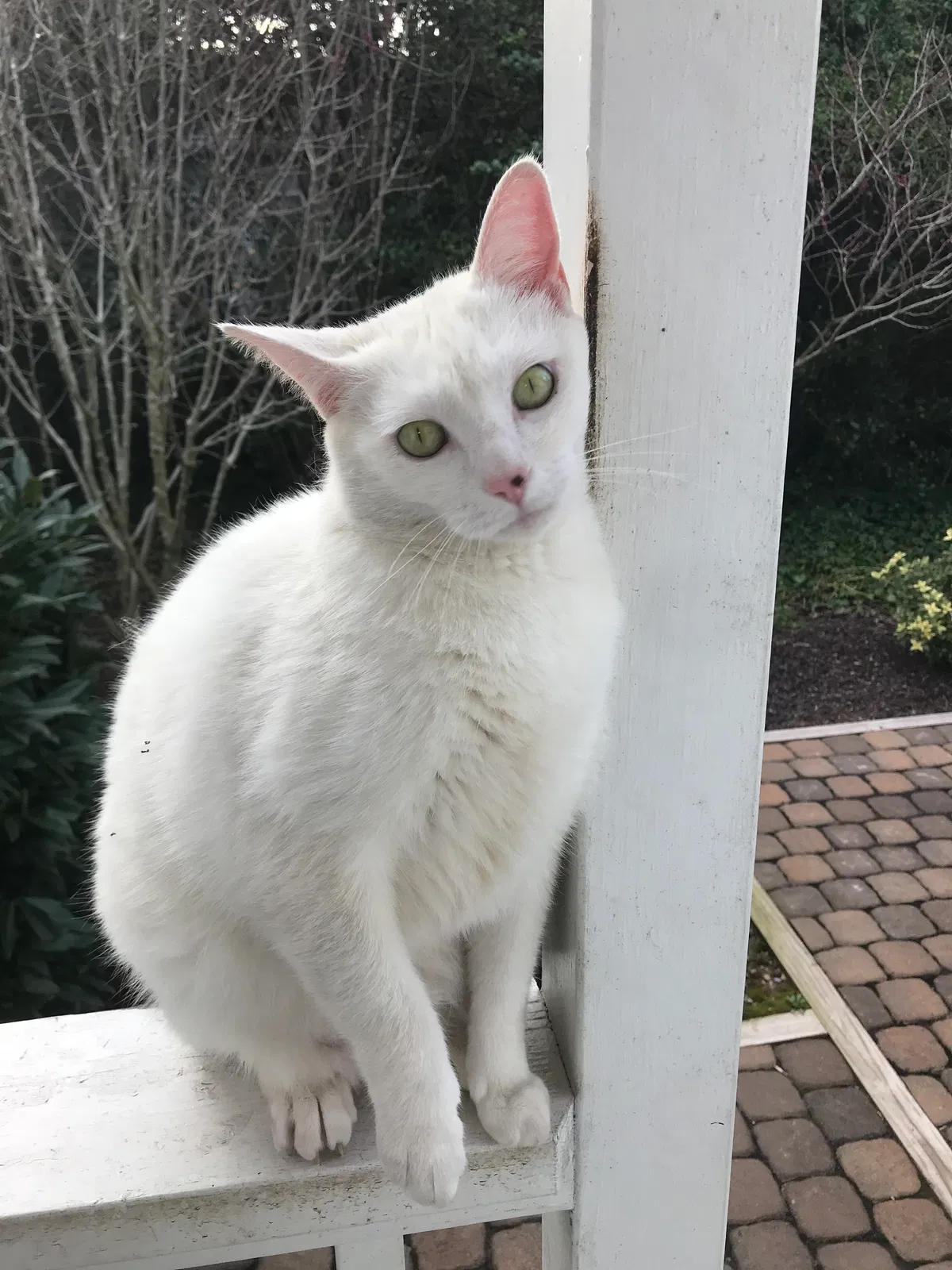 Lost cat in Greensboro, NC, 27408