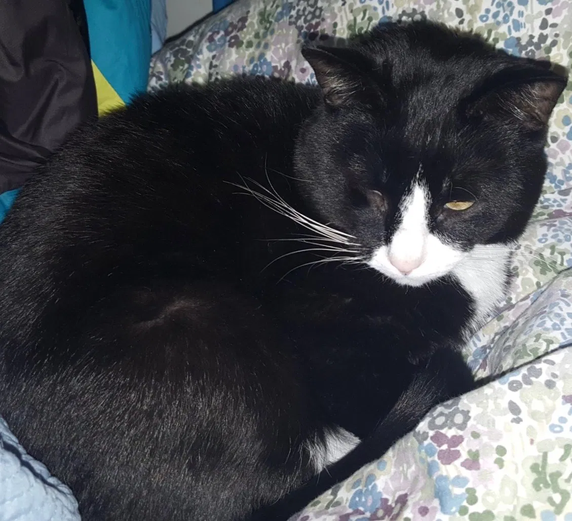 Lost cat in Sparta, WI, 54656