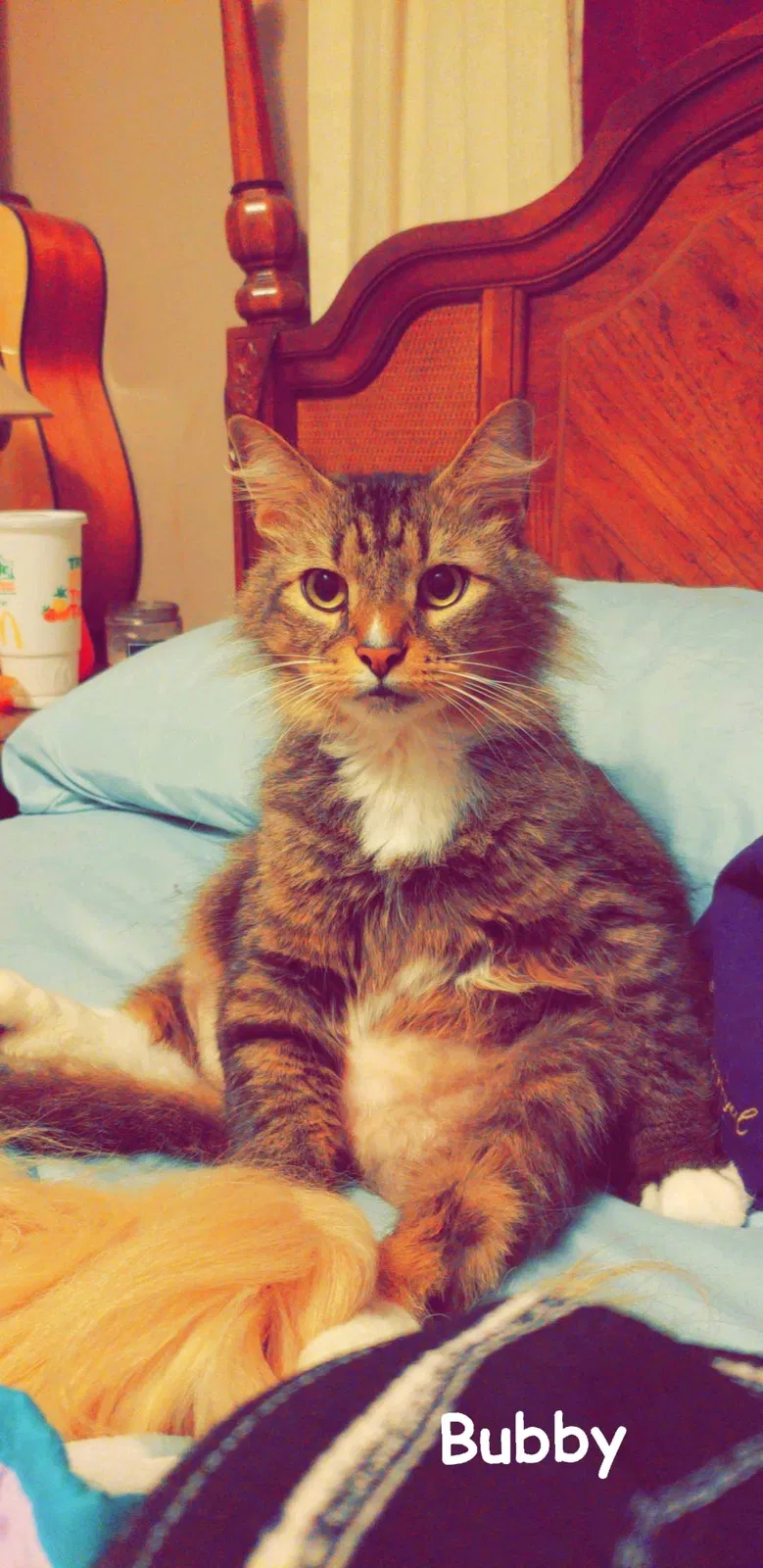 Lost cat in Columbus, OH, 43229