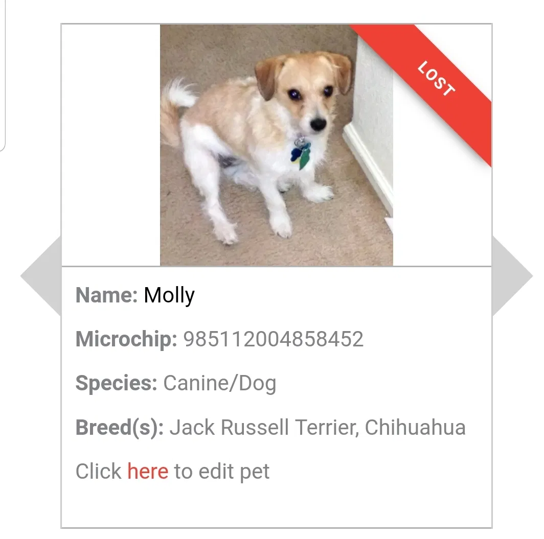 Lost dog in Magnolia, DE, 19962
