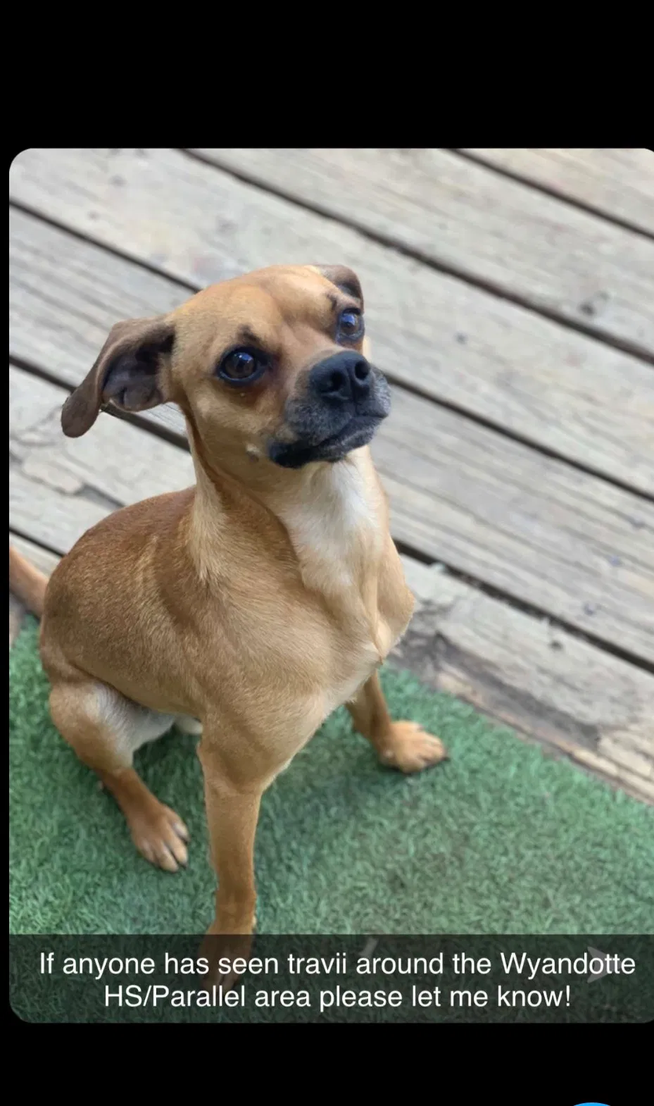 Lost dog in Kansas City, KS, 66104