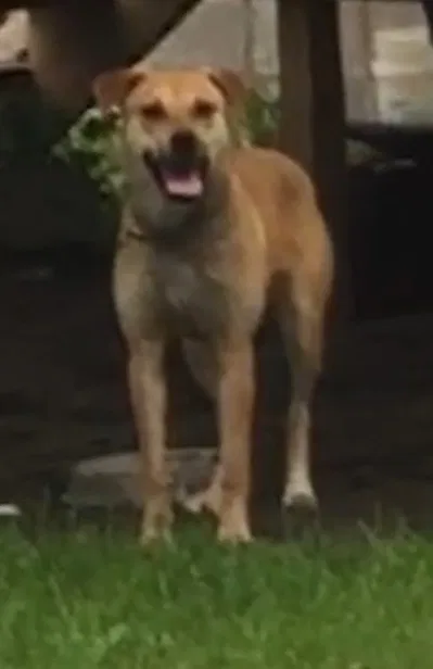 Lost dog in Plymouth, IN, 46563