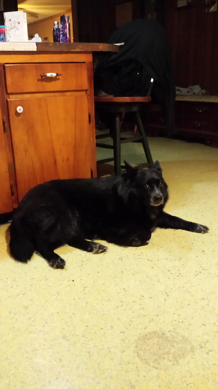 Lost dog in Independence, MO, 64050