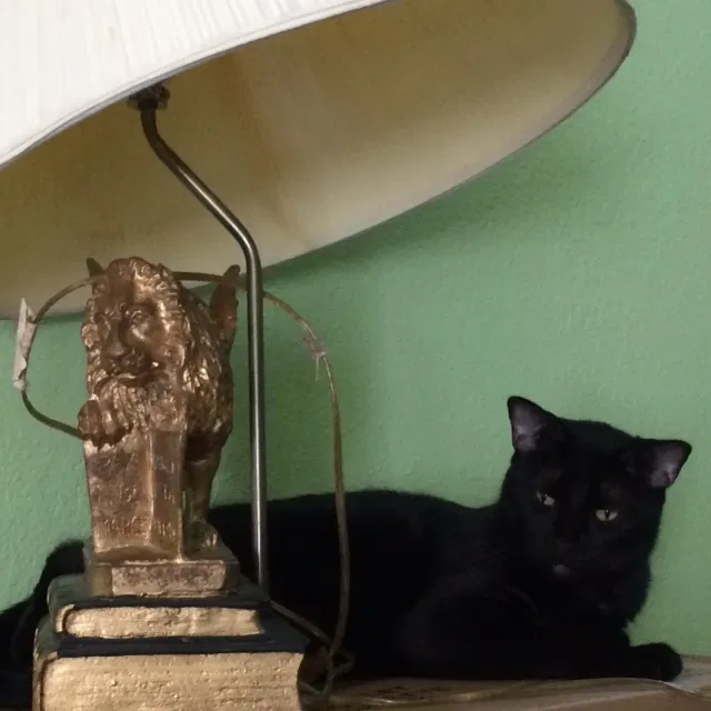Lost cat in Missouri City, TX, 77459