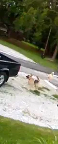 Lost dog in Springdale, AR, 72762