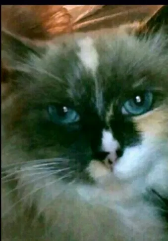 Lost cat in Vancouver, WA, 98665