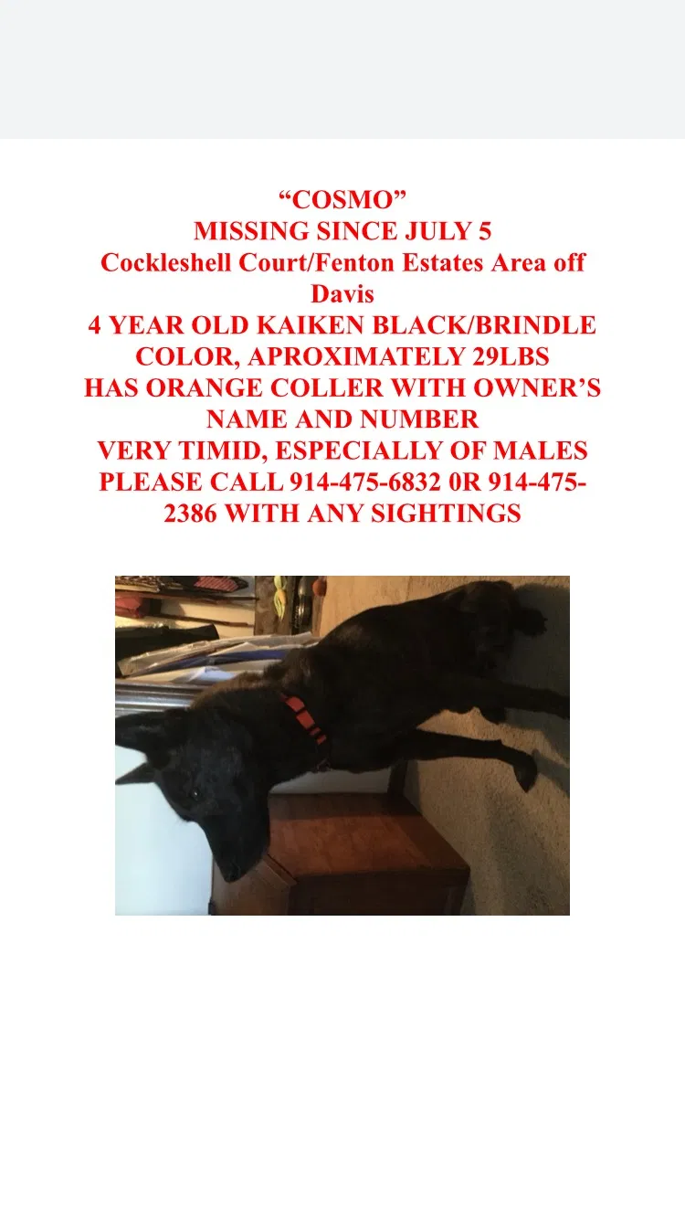 Lost dog in Cary, NC, 27513
