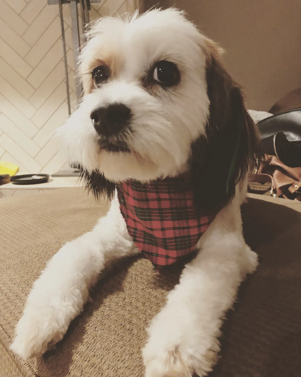 Lost dog in Yorba Linda, CA, 92886