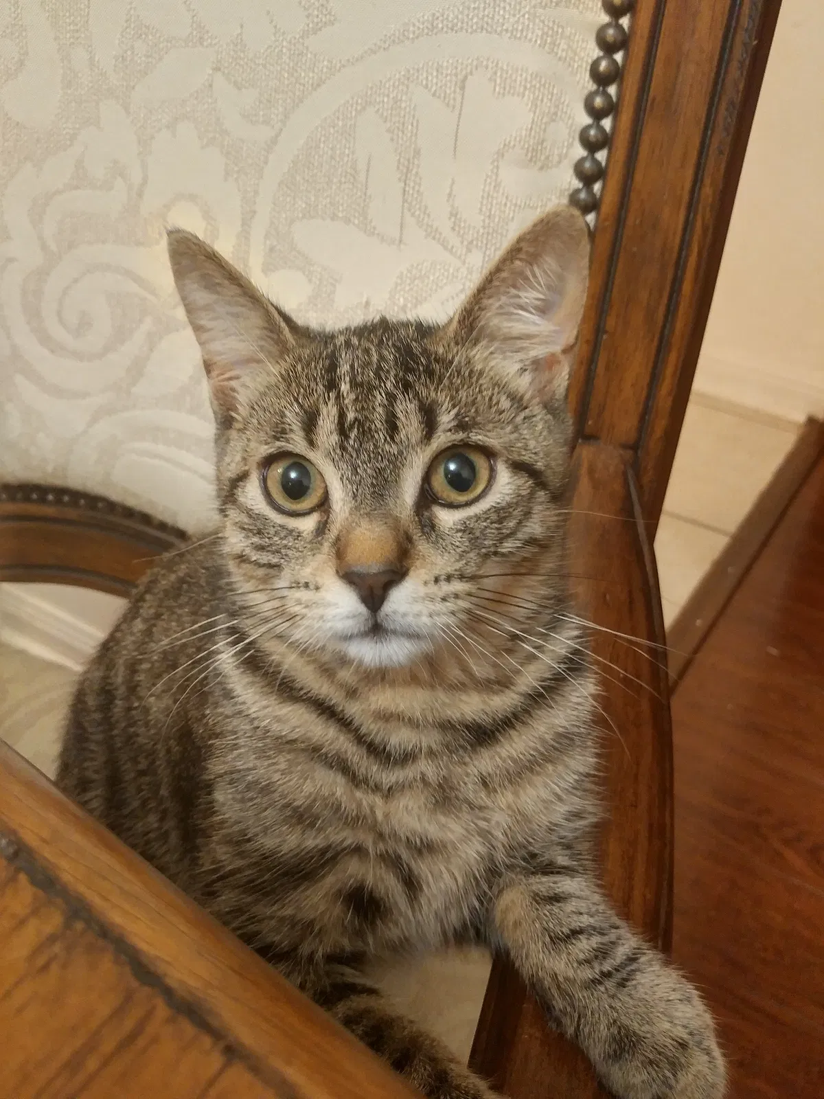 Lost cat in Unknown, CA, 0