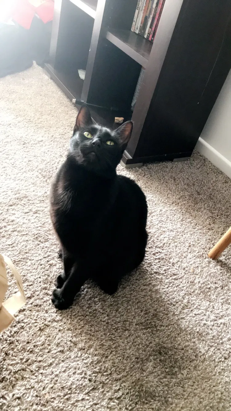 Lost cat in Salem, OR, 97303