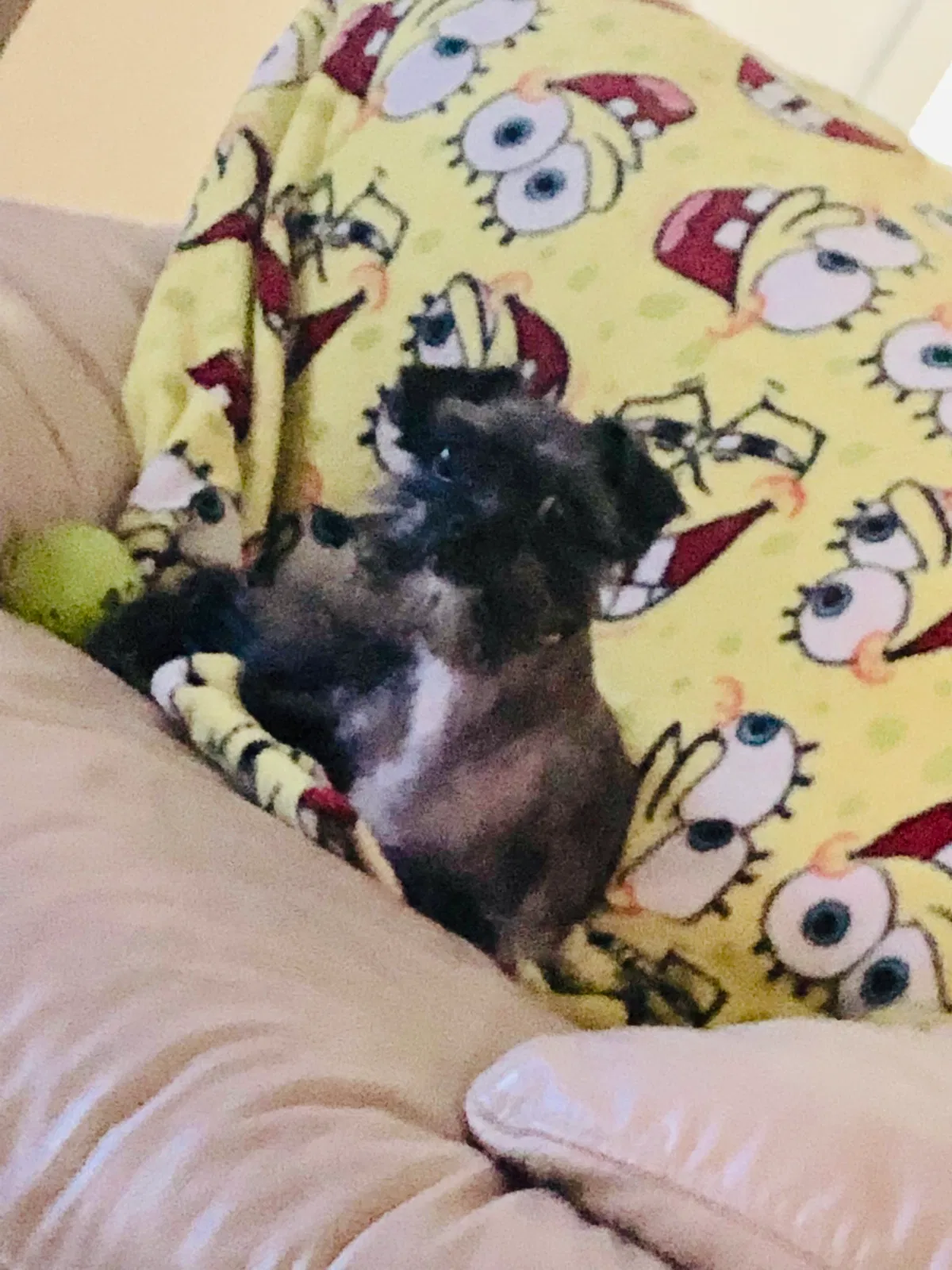 Lost dog in Hollywood, FL, 33025