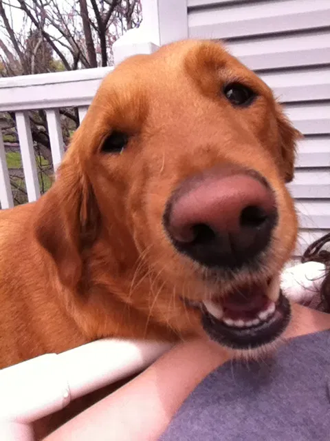 Lost dog in Winston Salem, NC, 27127