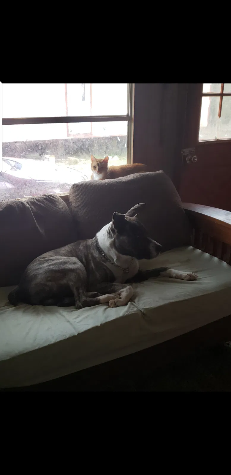Lost dog in Jefferson, AR, 72079