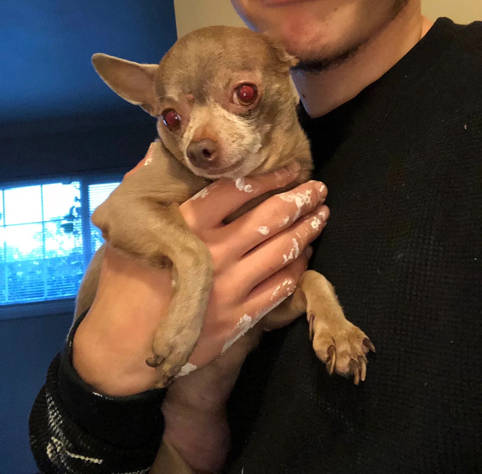 Lost dog in Stockton, CA, 95206