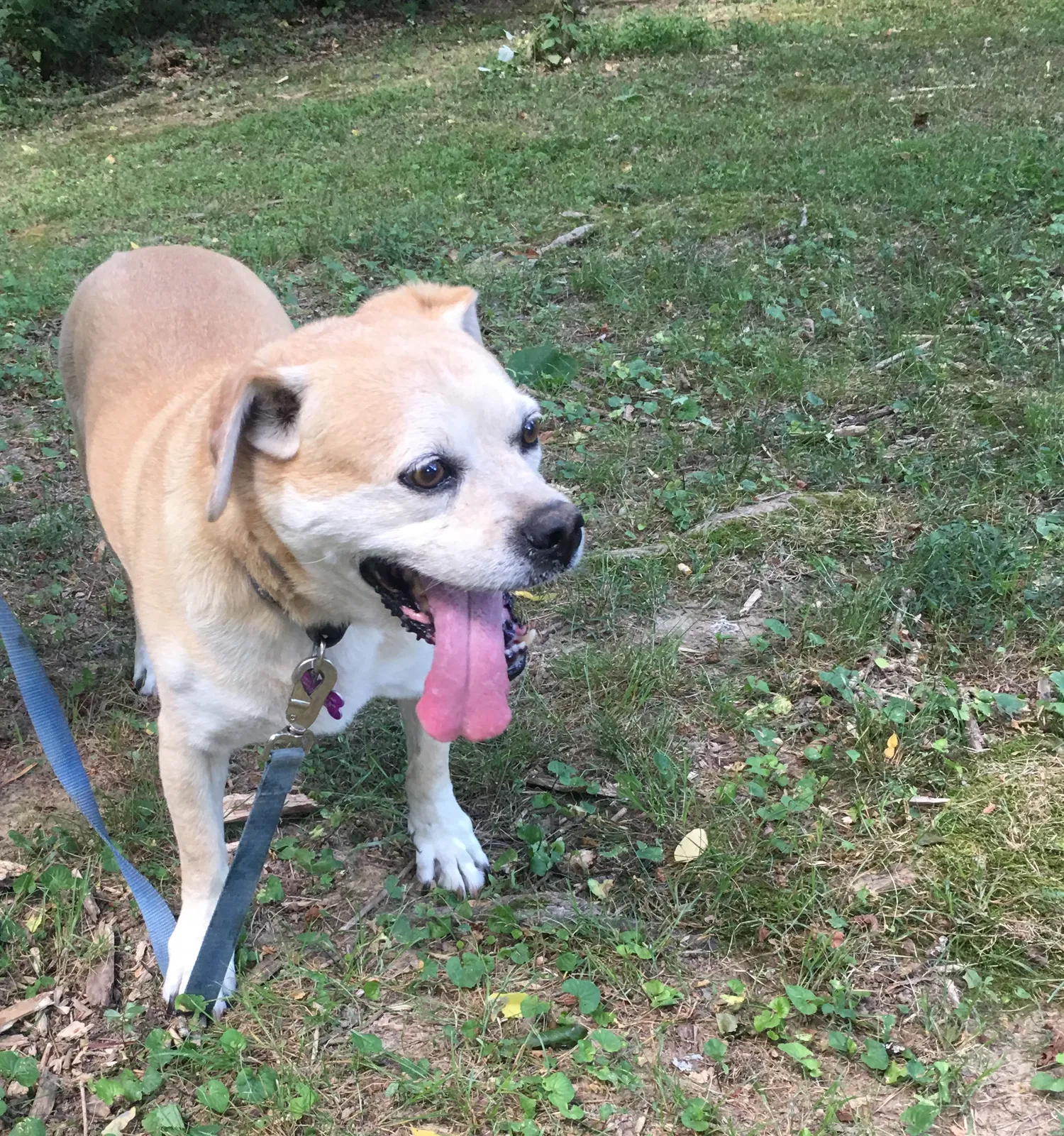 Lost dog in Whites Creek, TN, 37189