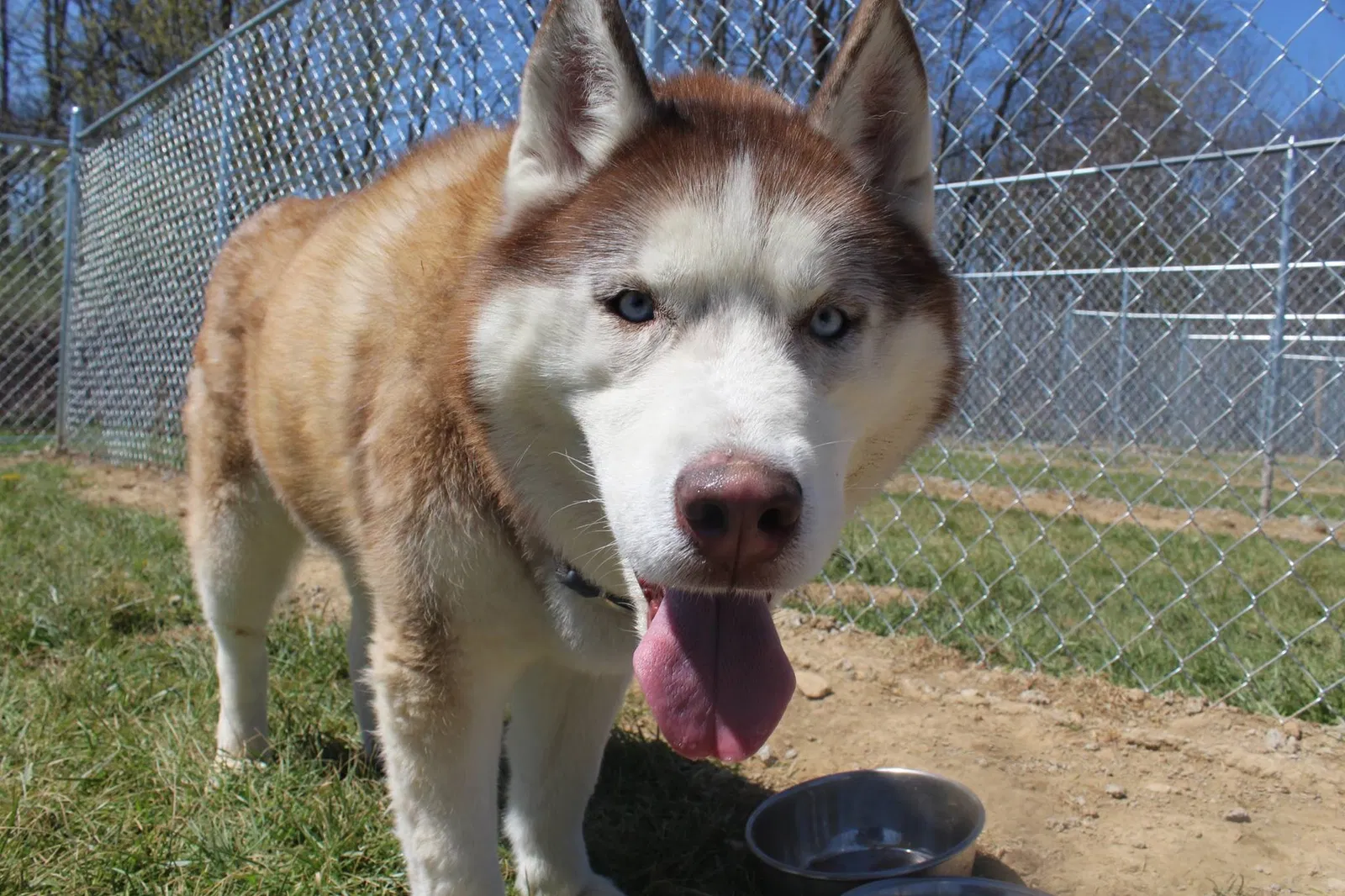 Lost dog in Gas City, IN, 46933