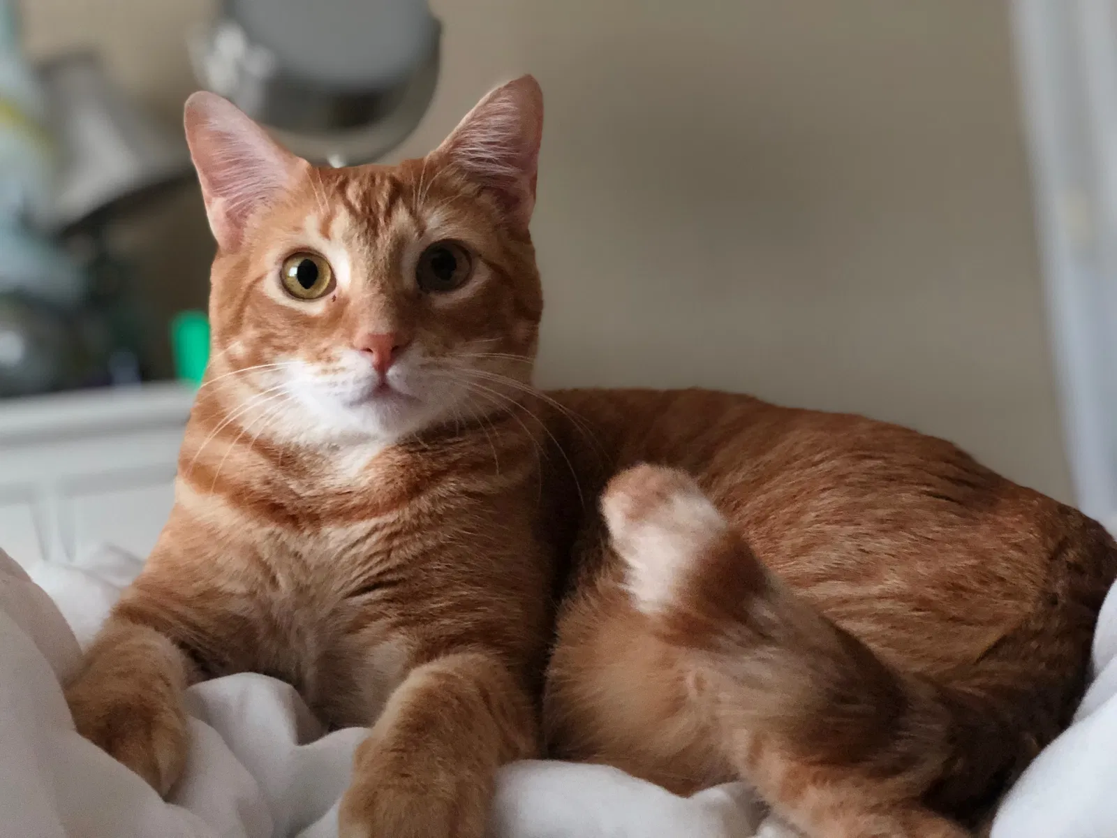 Lost cat in Buford, GA, 30519