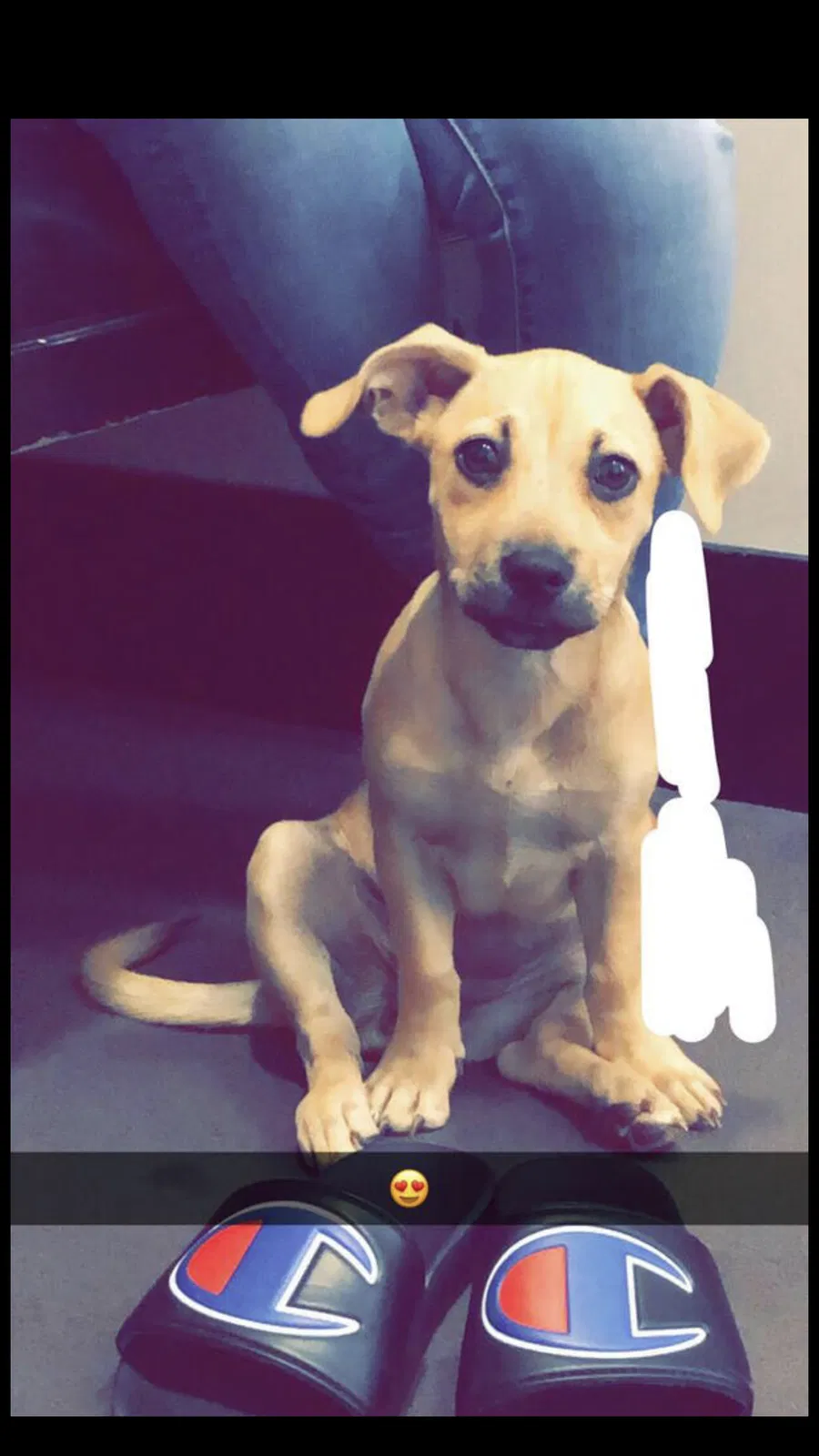 Lost dog in Albuquerque, NM, 87110