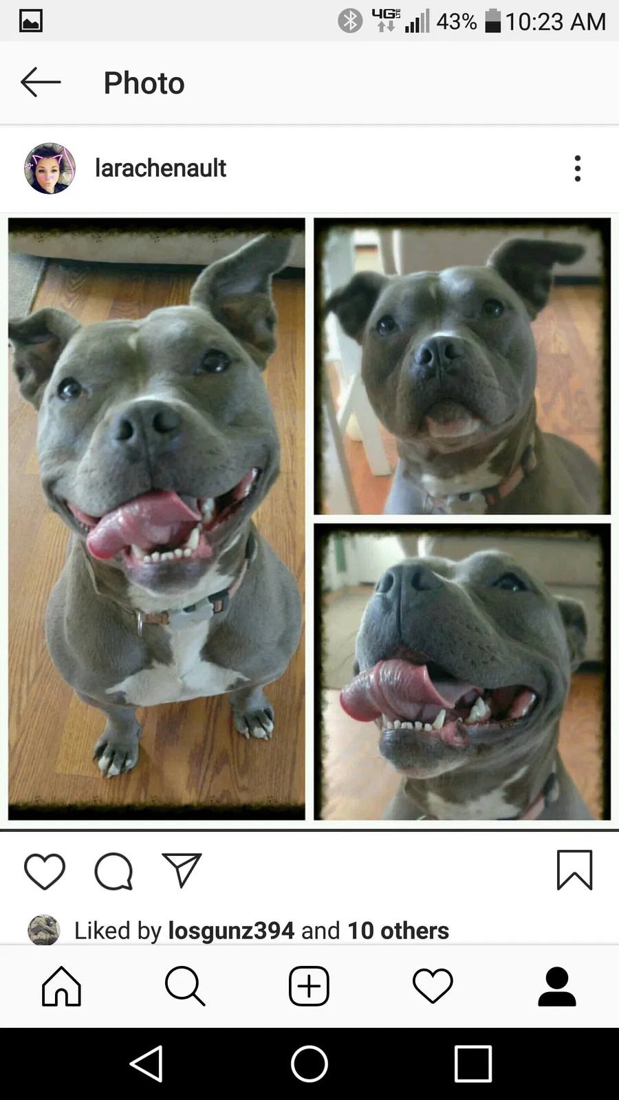 Lost dog in Clarksville, TN, 37043